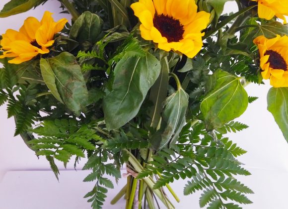 Girasoles